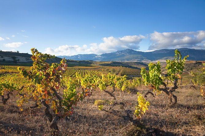 rioja-wine-tour-2-wineries-from-bilbao