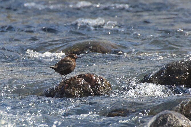 salmon-watching-experience