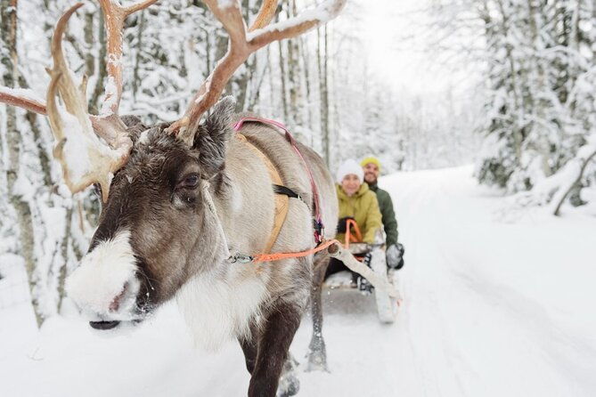 santas-reindeer-husky-safari-santas-pets-aurora-hunt