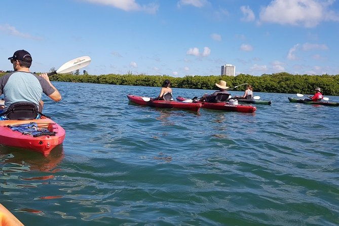 sarasota-guided-mangrove-tunnel-kayak-tour