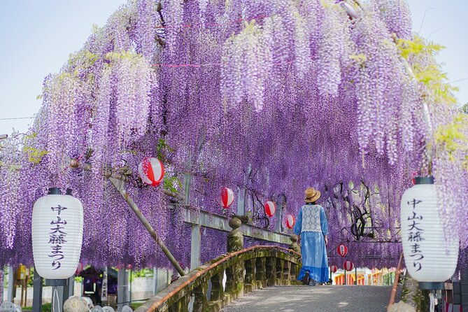 scenic-tour-of-kuroki-and-nakayama-wisteria-in-fukuoka-yokabus