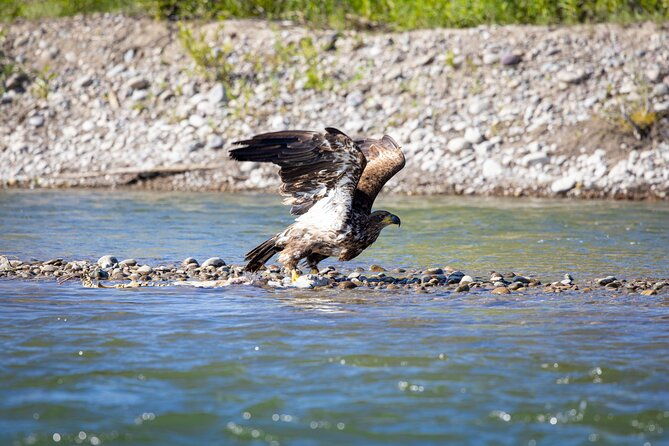 scenic-wildlife-float-in-jackson-hole