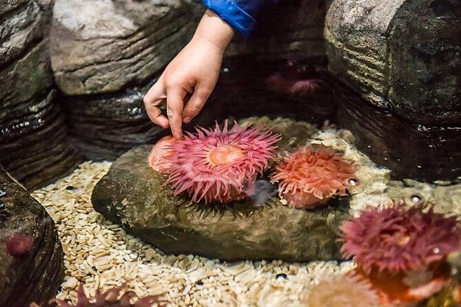sea-life-aquarium-minnesota-admission-ticket-at-mall-of-america