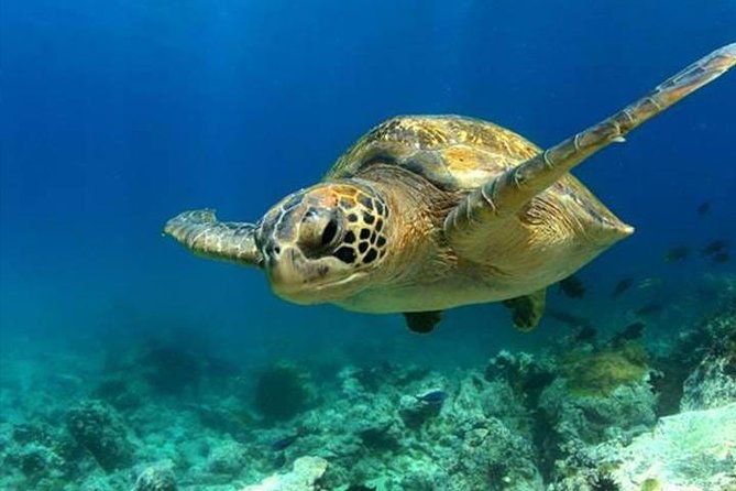 sea-life-manchester-admission-ticket