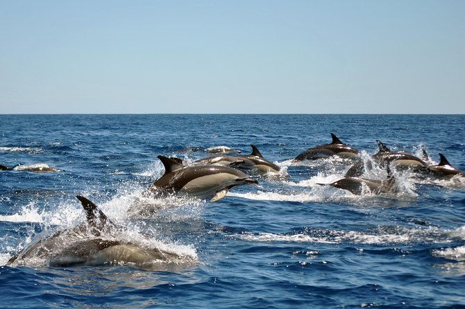 sealife-sea-safari-dolphin-watching-with-marine-biologists-lagos