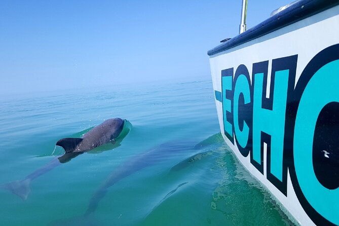 shallow-water-snorkeling-and-dolphin-watching-in-key-west