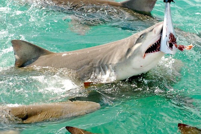 shark-and-wildlife-viewing-adventure-in-key-west