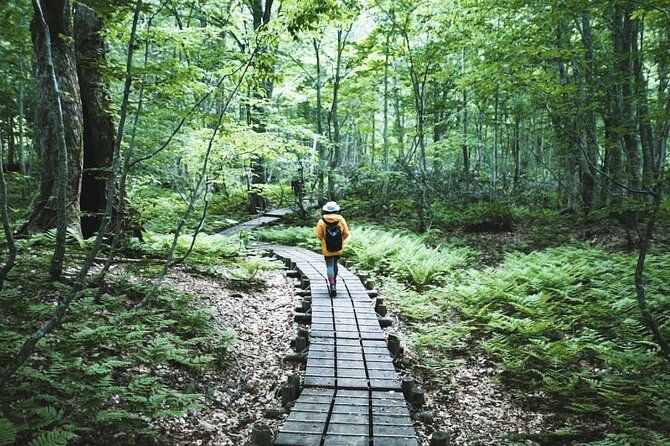 shirakami-sanchi-day-hike-with-government-licensed-guide