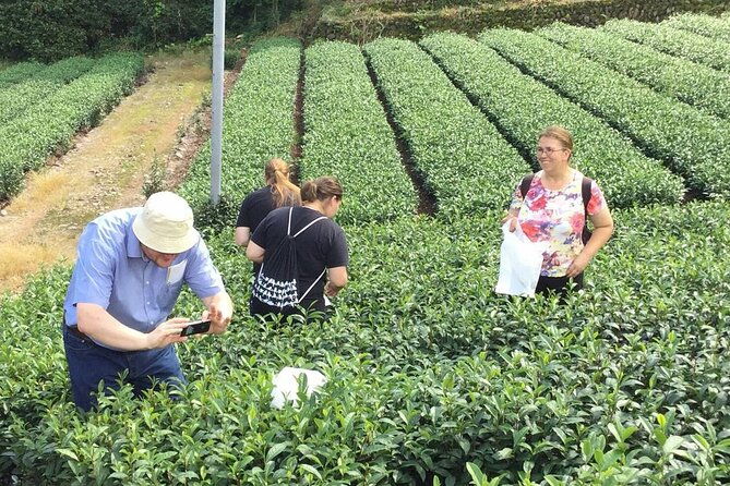 shizuoka-tea-picking-private-experience