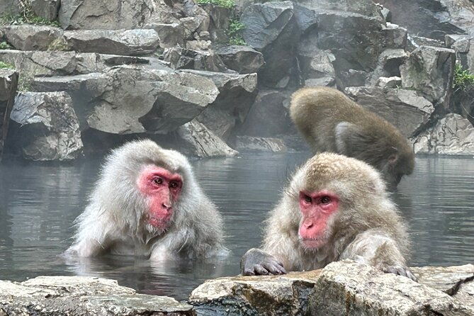 shuttle-van-tour-snow-monkey-park-to-and-from-tokyo