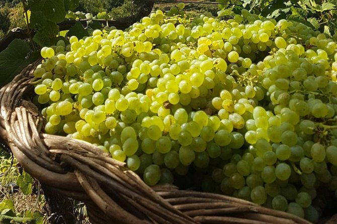 skywalk-with-wines-tasting-and-vineyards-half-day-4x4-adventure