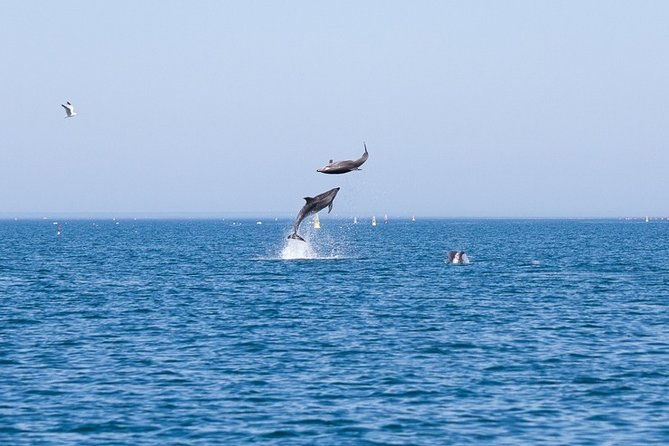 small-group-dolphin-and-wildlife-watching-tour-in-faro