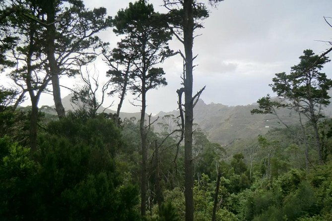 small-group-guided-hiking-in-anaga-rural-park-in-tenerife