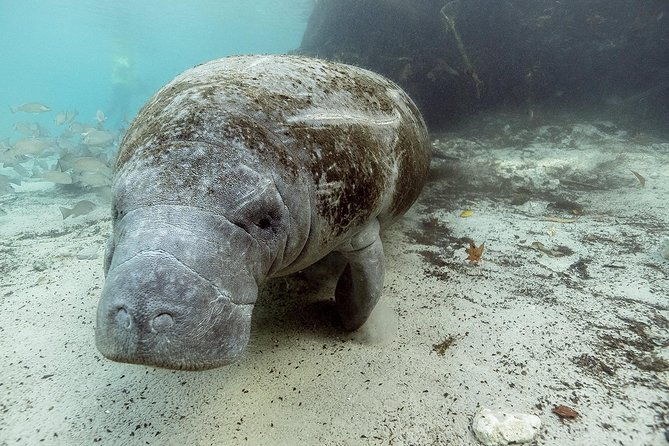 small-group-manatee-tour-with-in-water-divemaster-photographer