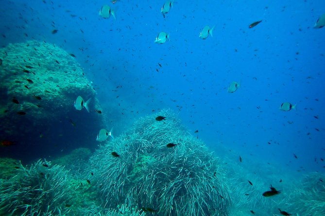 snorkeling-excursion-in-tabarca-island