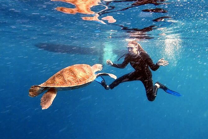 snorkeling-excursion-in-the-rays-and-turtles-zone