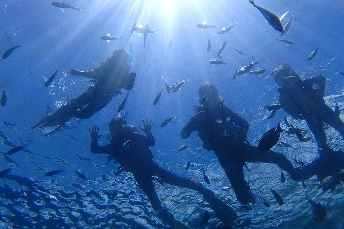 snorkeling-in-the-blue-cave-area%e3%80%90okinawa-prefecture-free-feeding-photo-imagesenglish-and-chinese-speaking-guide-available