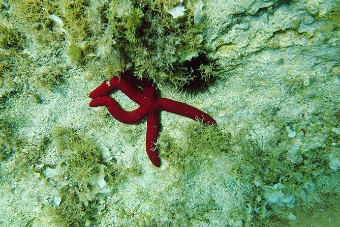 snorkeling-in-ustica-observation-of-marine-flora-and-fauna