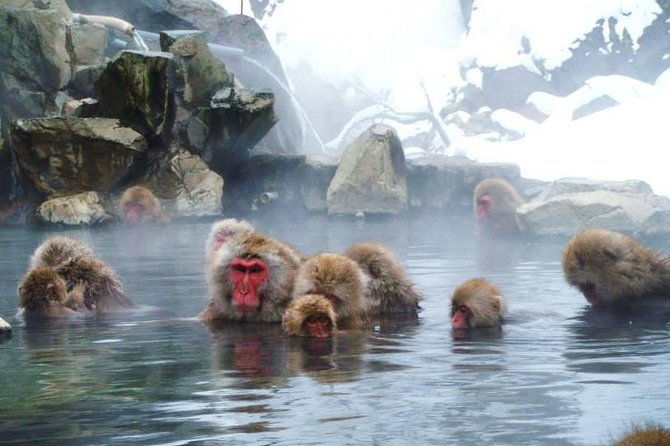 snow-monkey-in-jigokudani-yaen-koen-obuse-town