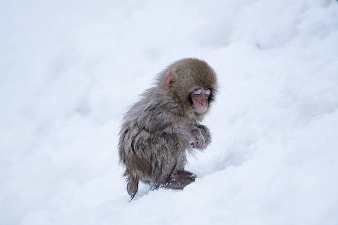 snow-monkey-park-zenkoji-temple-nagano-pvt-full-day-tour