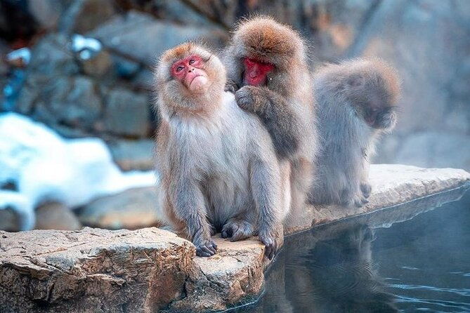 snow-monkeys-sake-tasting-zenko-ji-and-monzen-terrace-lunch