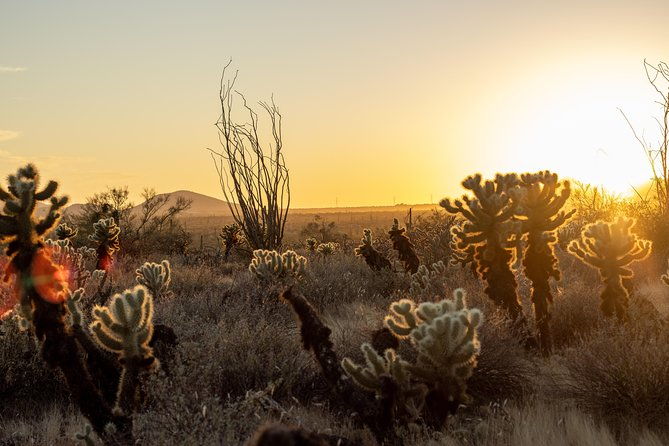 sonoran-desert-jeep-tour-at-sunset