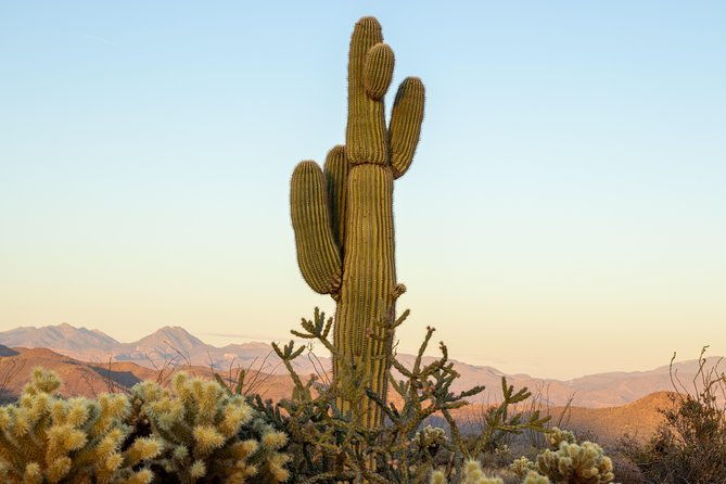sonoran-desert-jeep-tour