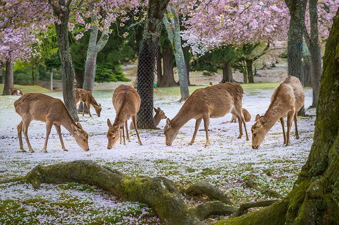 taste-of-nara-a-guided-half-day-food-tour-tailored-to-your-taste
