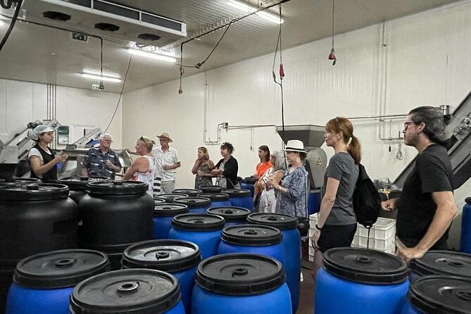 tavira-olive-experience-factory-tour-and-tasting
