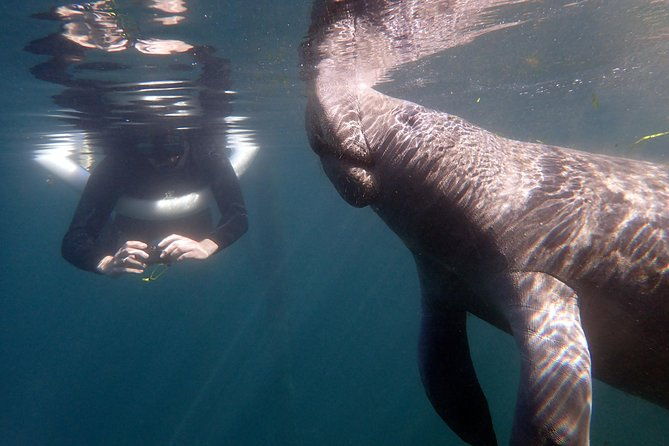 the-og-manatee-snorkel-tour-with-in-water-guide-photographer