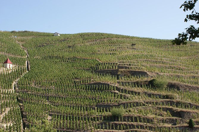 the-original-syrah-wine-tour-200-pm-630-pm-small-group-tour-from-lyon