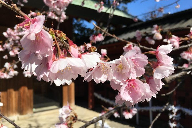 tokyo-spring-daytime-cherry-blossom-food-tour