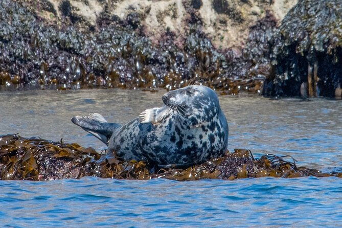 torquay-coastal-rib-seafari