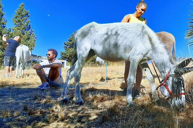 tour-the-sanctuary-and-walk-with-the-donkeys-and-share-their-love