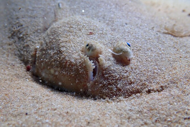 try-scuba-diving-in-arrabida-natural-park-near-lisbon-with-pictures