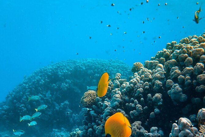 turtle-town-snorkel-with-photo-and-video