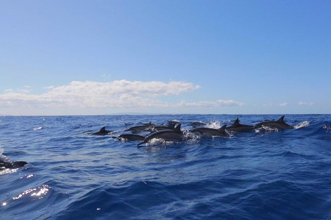 ultimate-4-hour-lanai-snorkel-and-dolphin-encounter