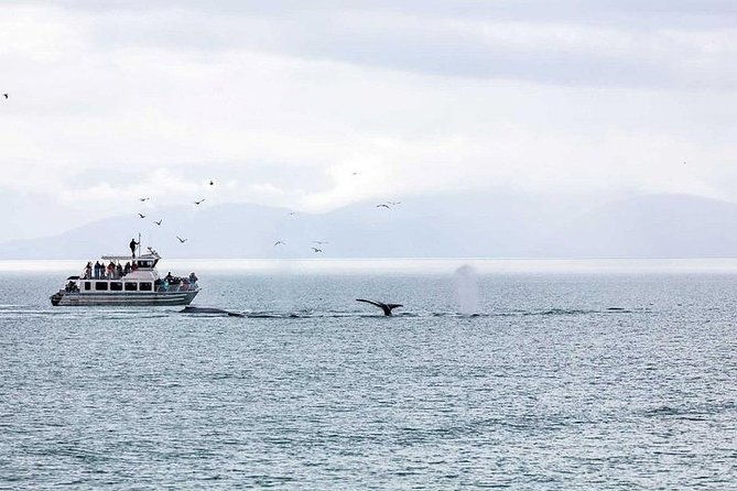 ultimate-juneau-whale-watch