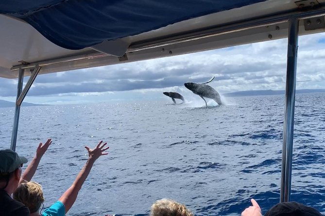 ultimate-whale-watch-2-hour-lahaina-raft-style