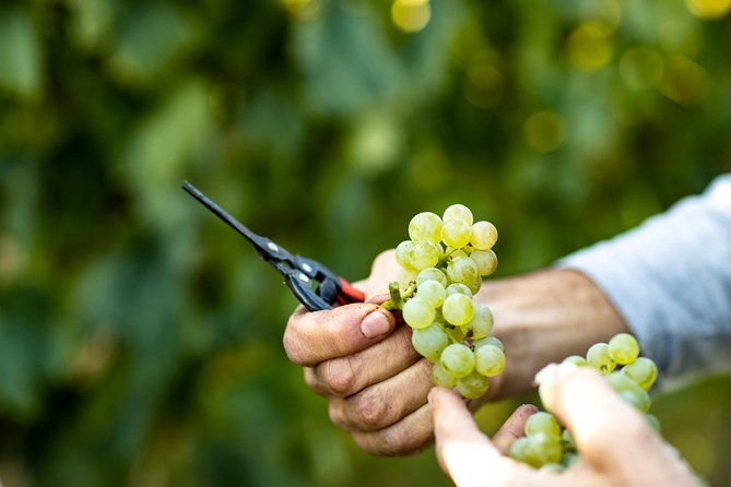 visit-and-wine-tasting-at-tenuta-la-ca