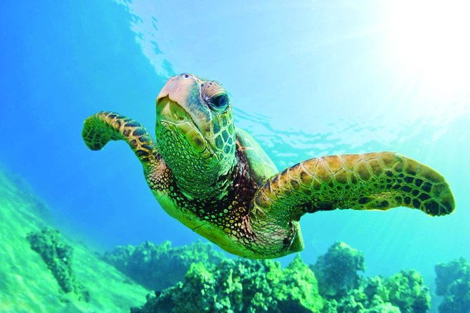 waikiki-catamaran-adventure-snorkel-with-sea-turtles
