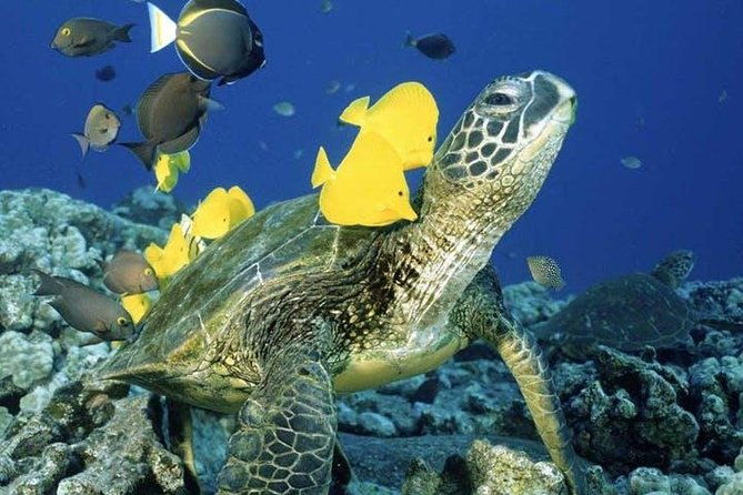 waikiki-turtle-snorkel-sail-combo-on-hawea-catamaran