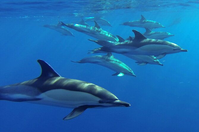 whale-and-dolphin-watching-tour-from-funchal