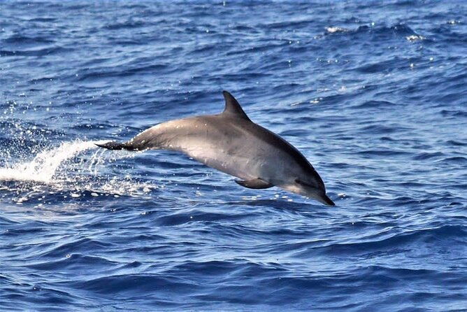 whale-dolphin-watching-in-madeira