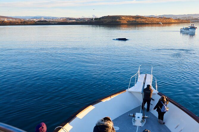 whale-watching-cruise-on-a-yacht-in-reykjavik