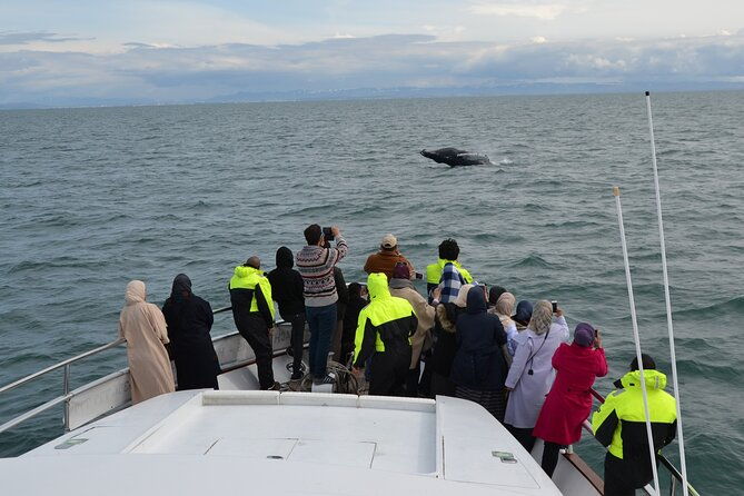 whale-watching-dolphin-yacht-cruise