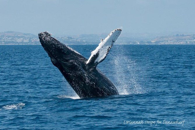 whale-watching-excursion-in-dana-point