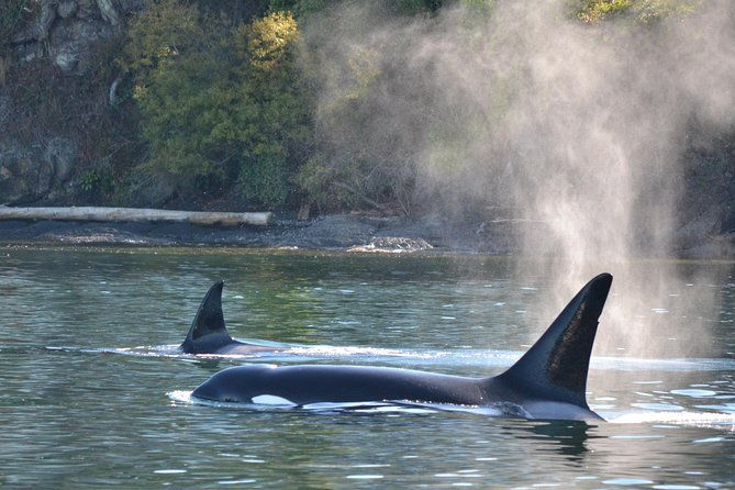 whale-watching-from-friday-harbor