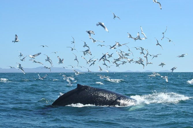 whale-watching-from-the-heart-of-akureyri