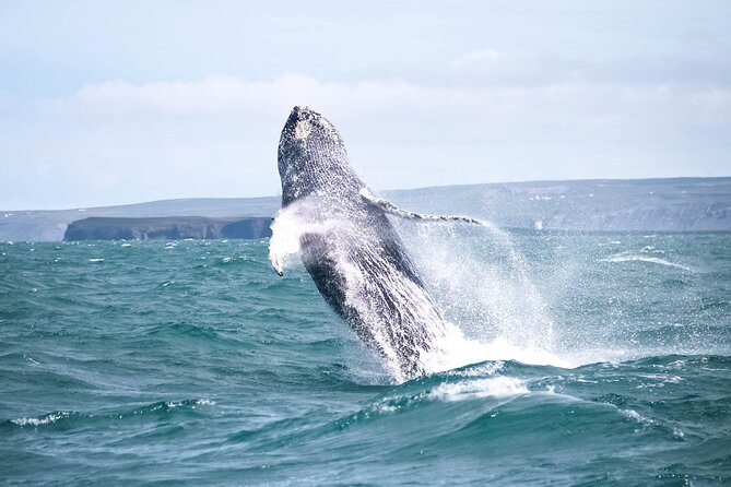 whale-watching-in-husavik